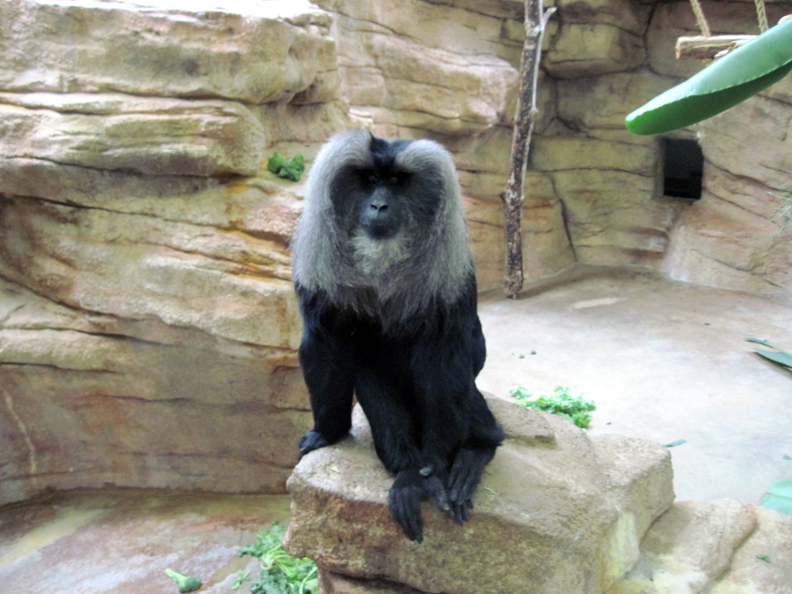 Primate House-Lion-tailed Macaque