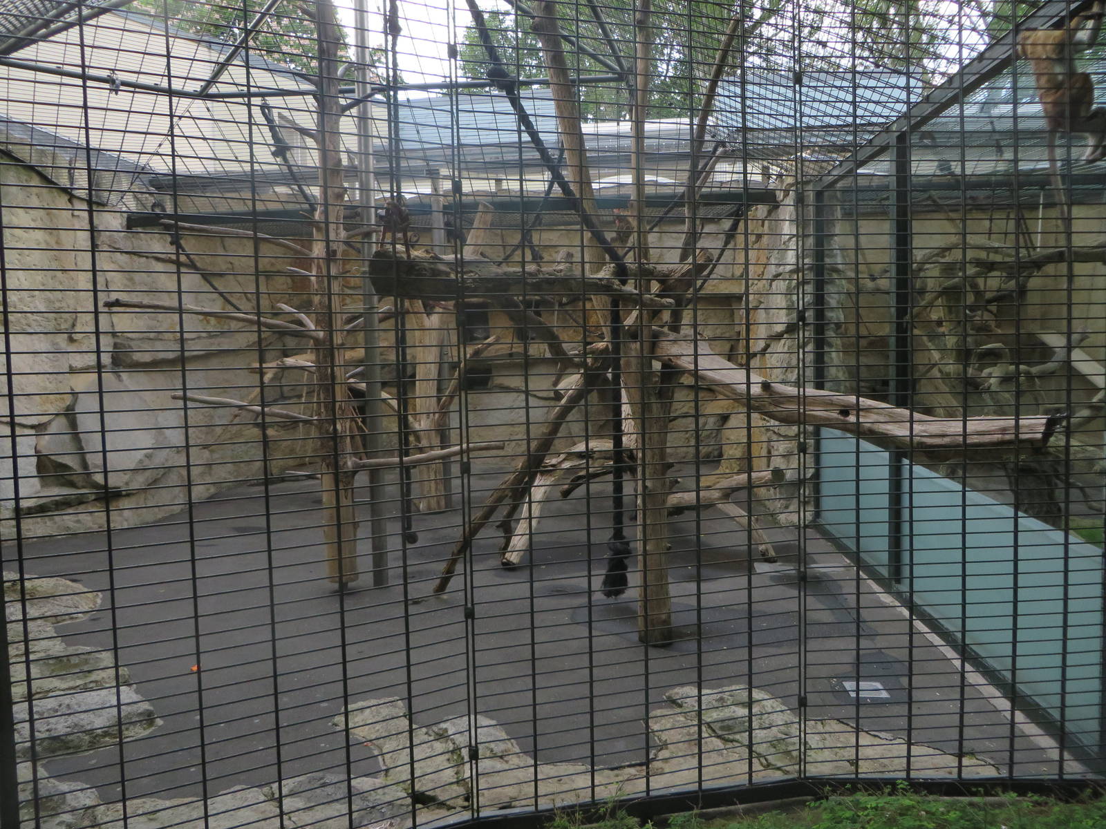 Primate house - macaque outdoors