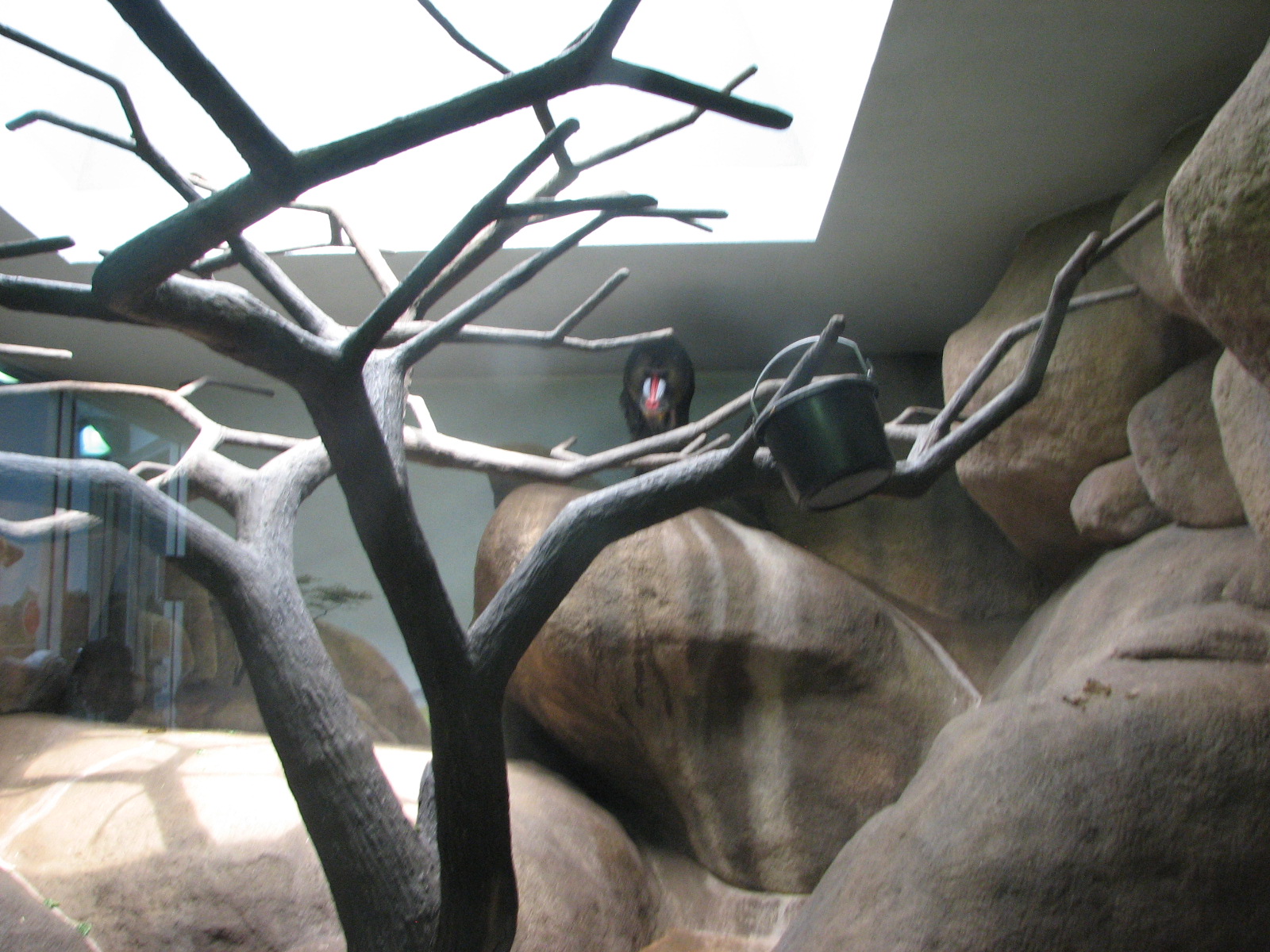 Primate House - Mandrill