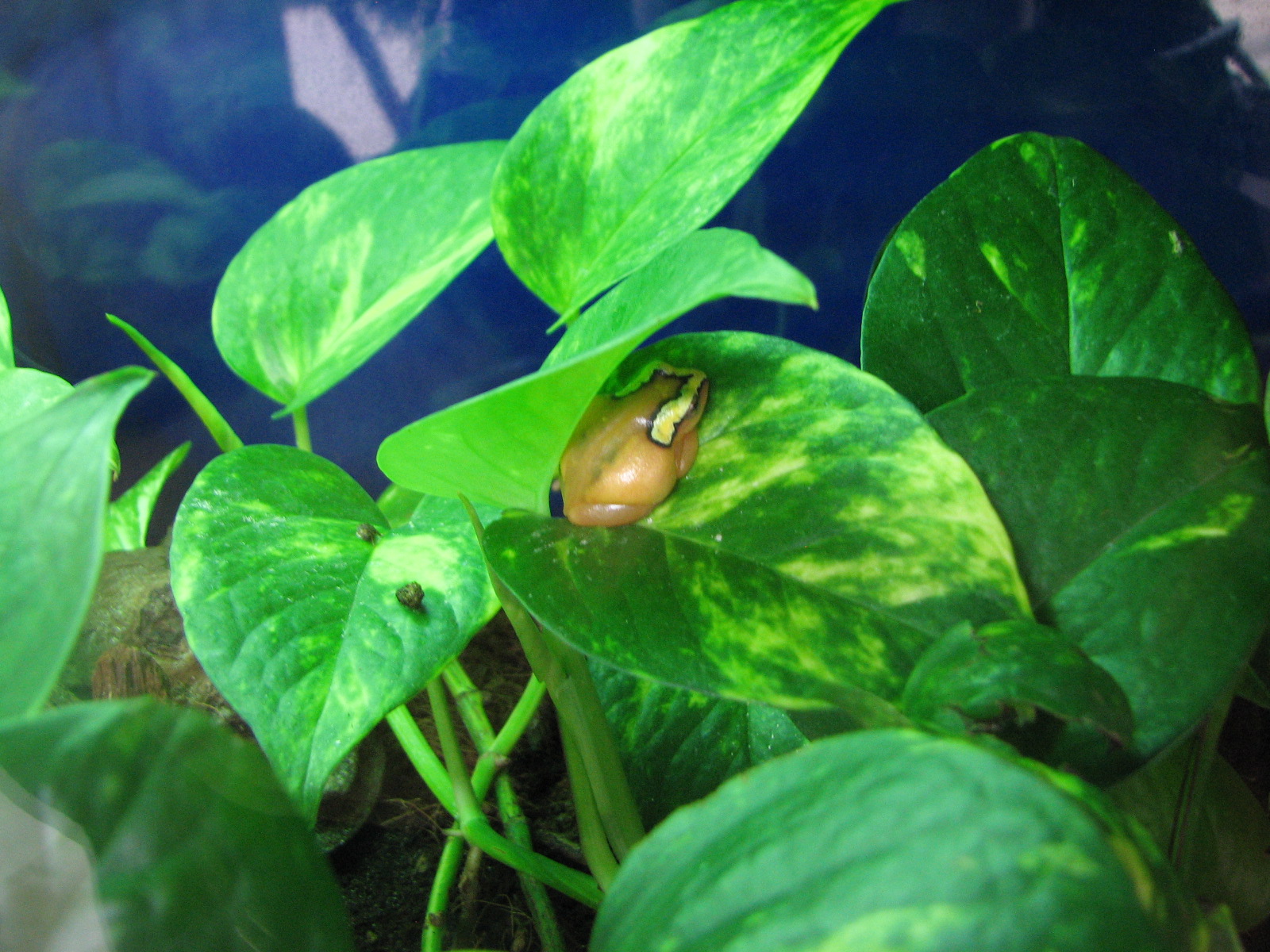 Primate House - Mitchell's Reed Frog