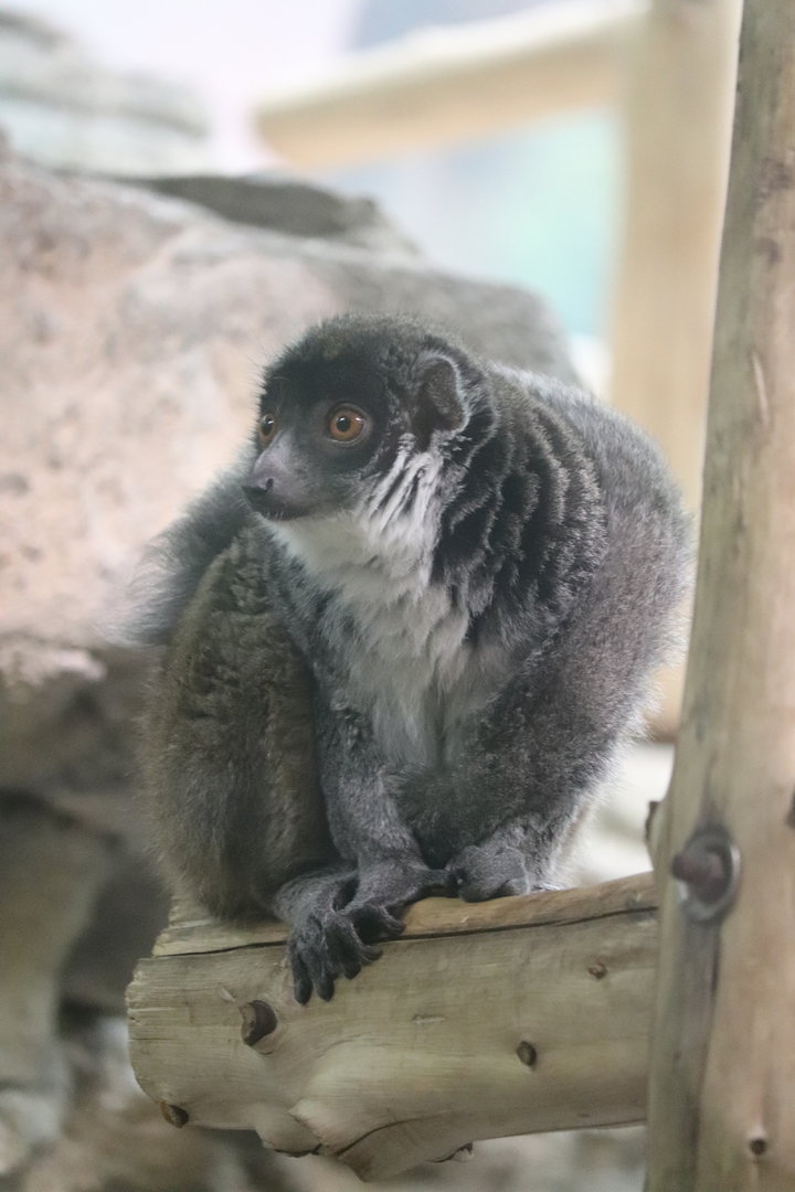 Primate House - Mongoose Lemur
