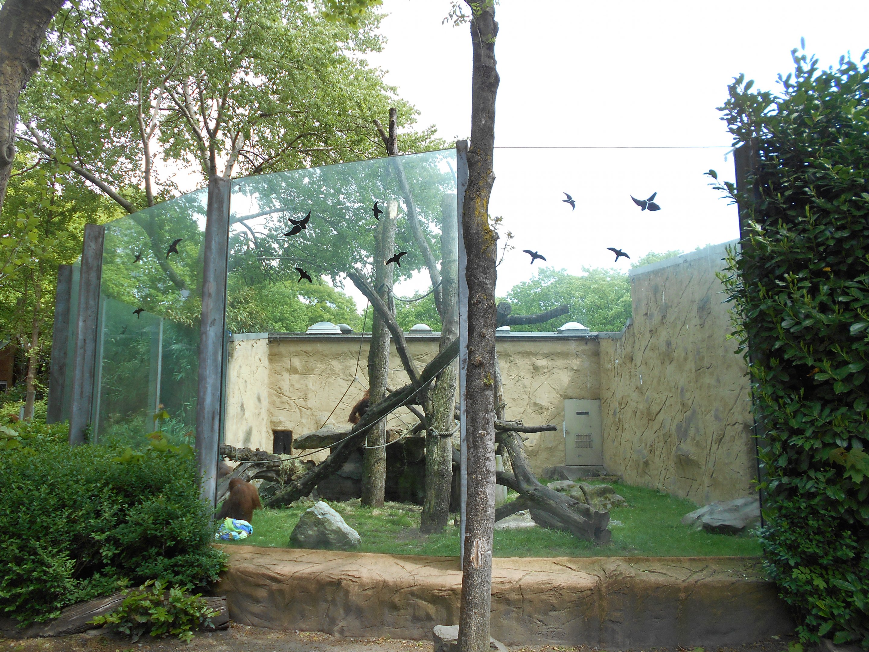 Primate House - Orangutan outdoors