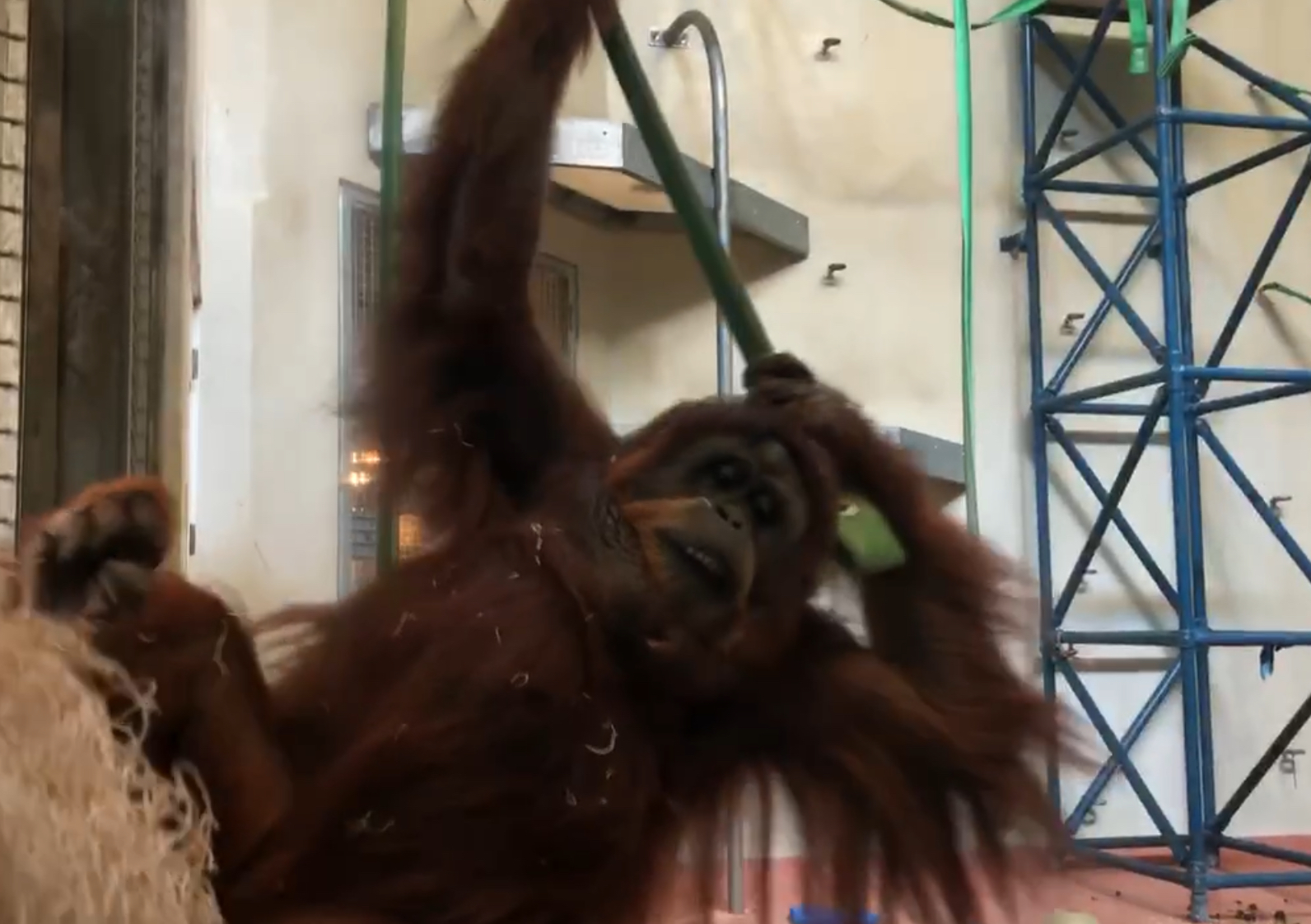 Primate house, Orangutan