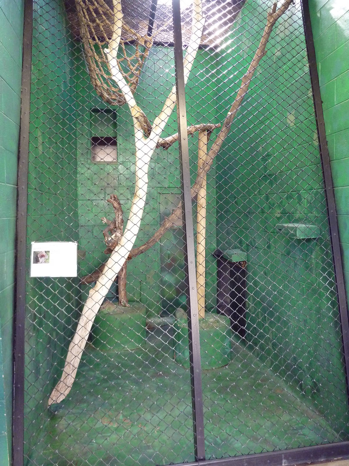 Primate House - Patas Monkey Indoor Exhibit