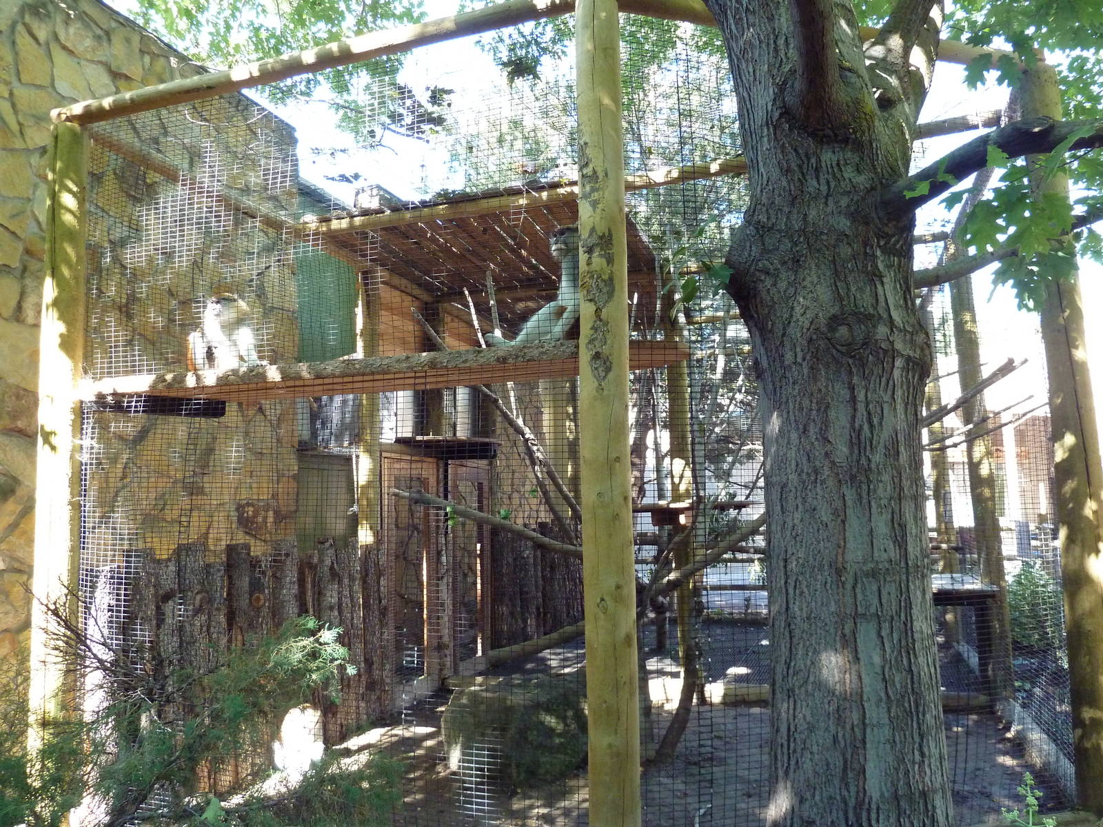 Primate House - Patas Monkey Outdoor Exhibit