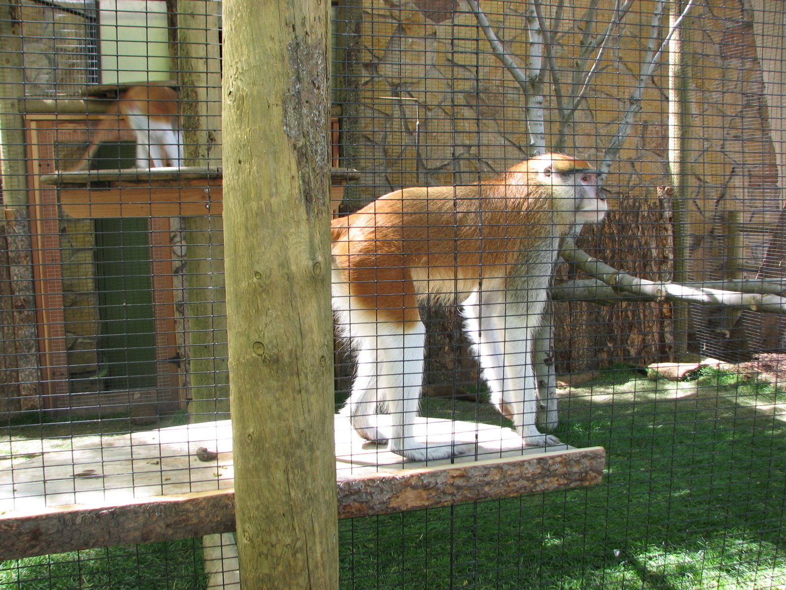 Primate House - Patas Monkey