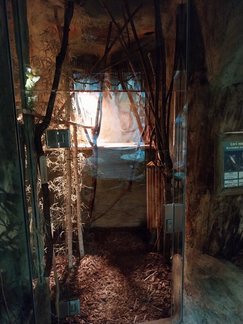 Primate House - Pygmy slow loris exhibit