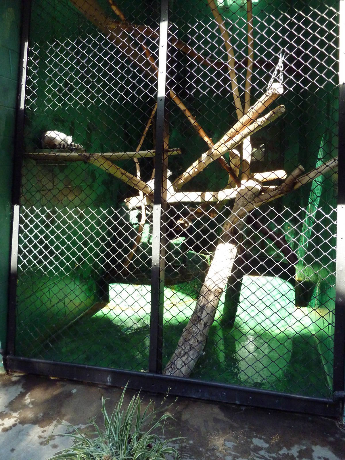 Primate House - Ring-Tailed Lemur Exhibit