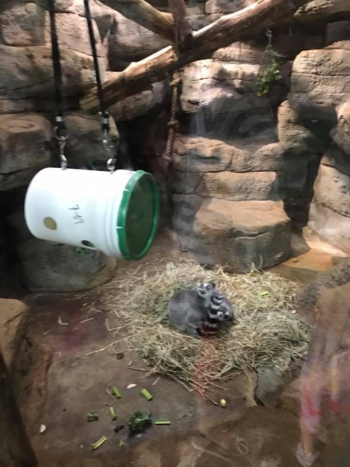 Primate House- Ring-Tailed Lemur