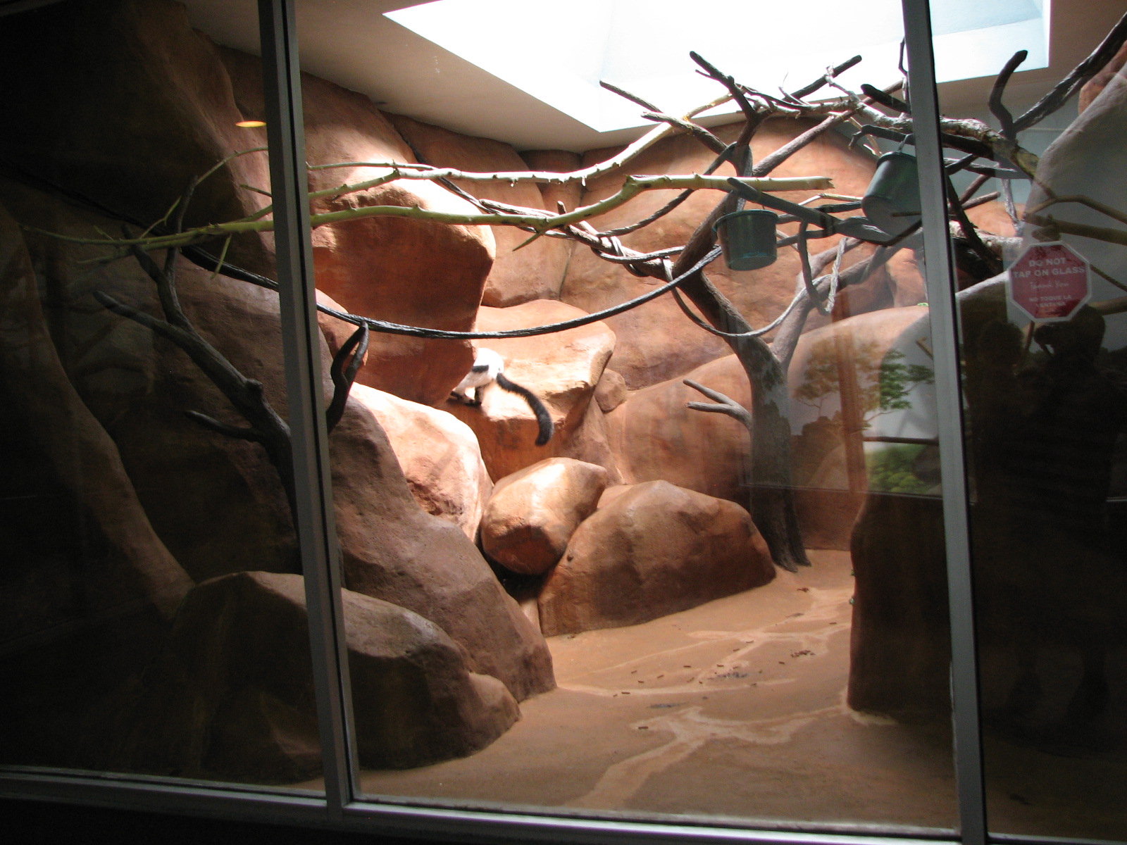 Primate House - Ring-Tailed Lemur