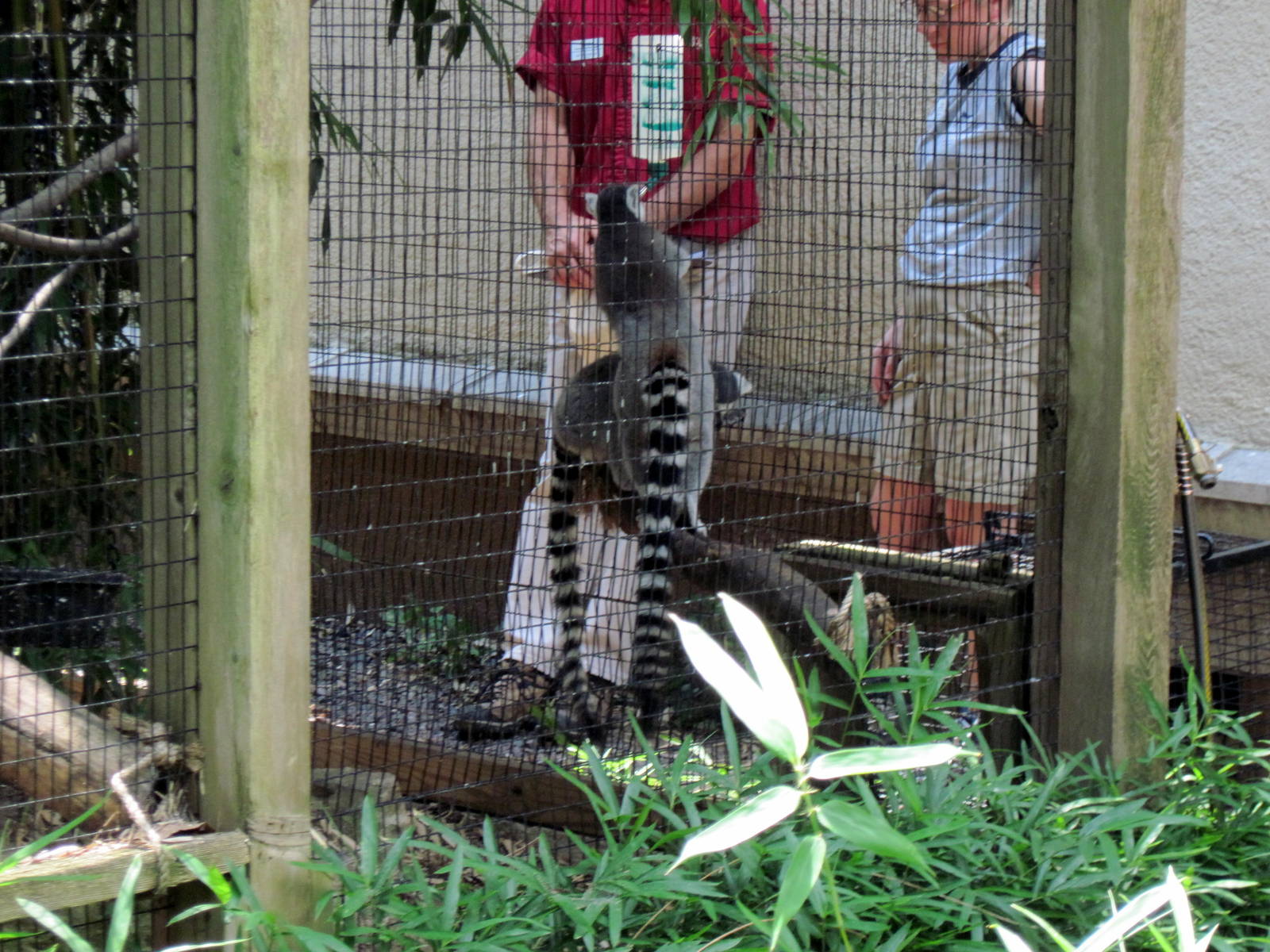 Primate House-Ringed-Tailed Lemurs