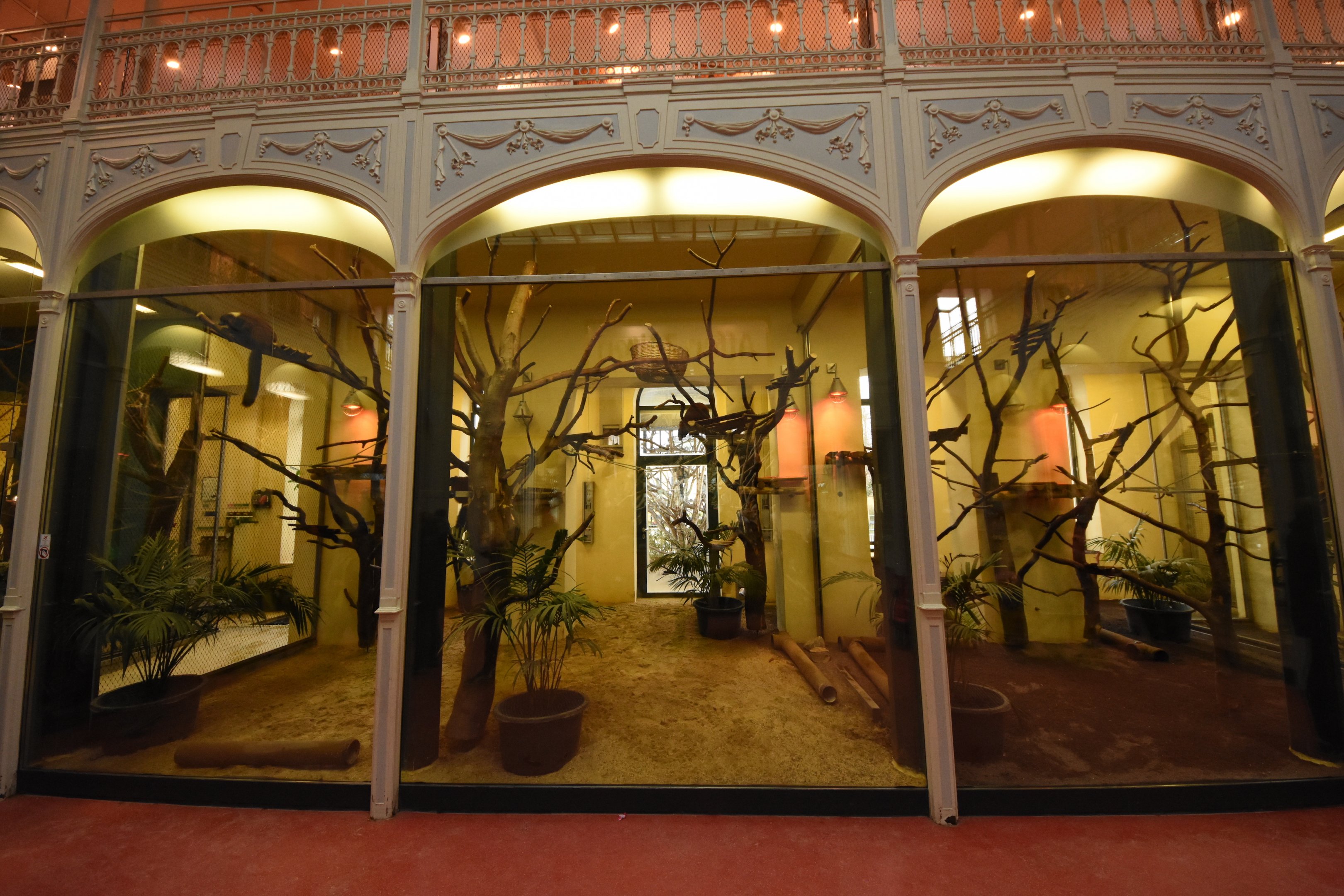 Primate house - Ruffed lemur indoors