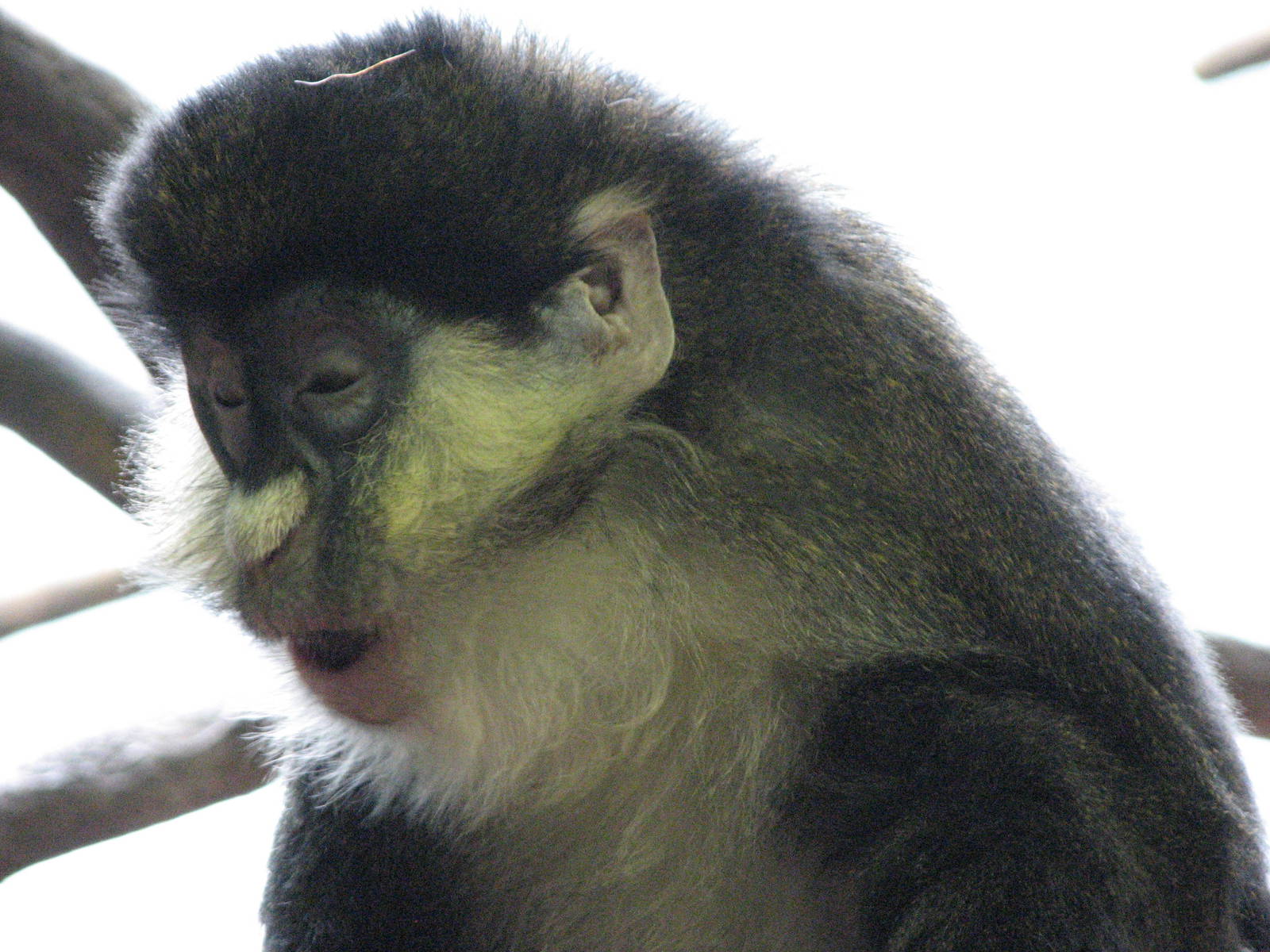 Primate House - Schmidt's Spot-nosed Guenon