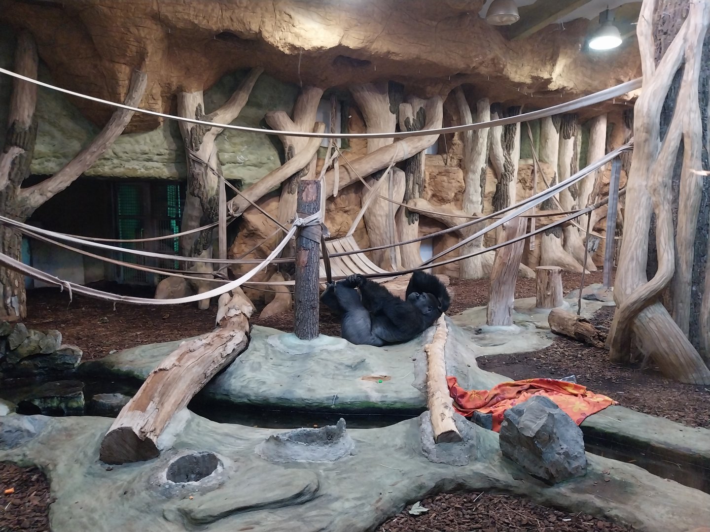 Primate House - Second gorilla indoors