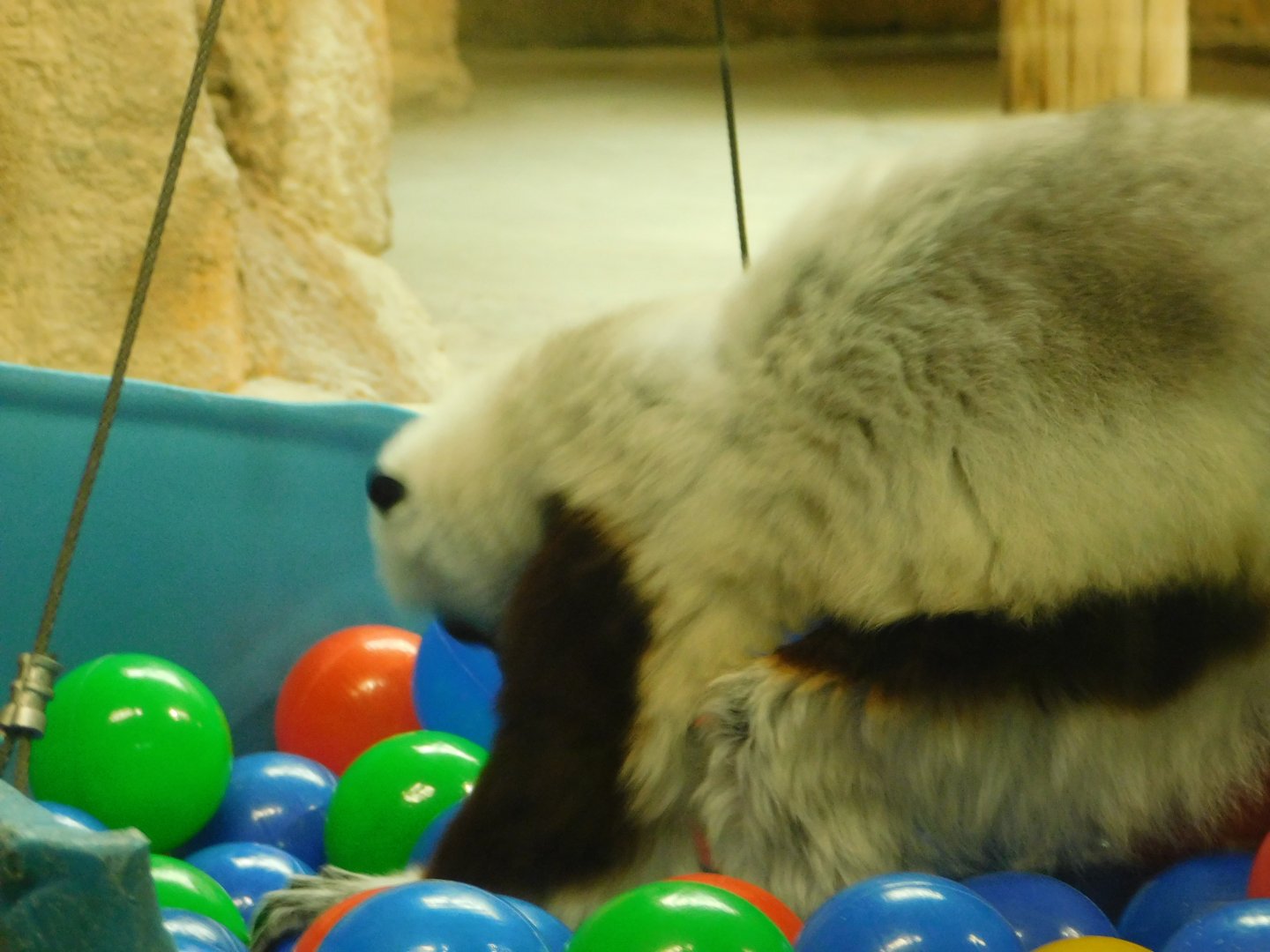 Primate House- Sifaka Enrichment - January 29, 2022