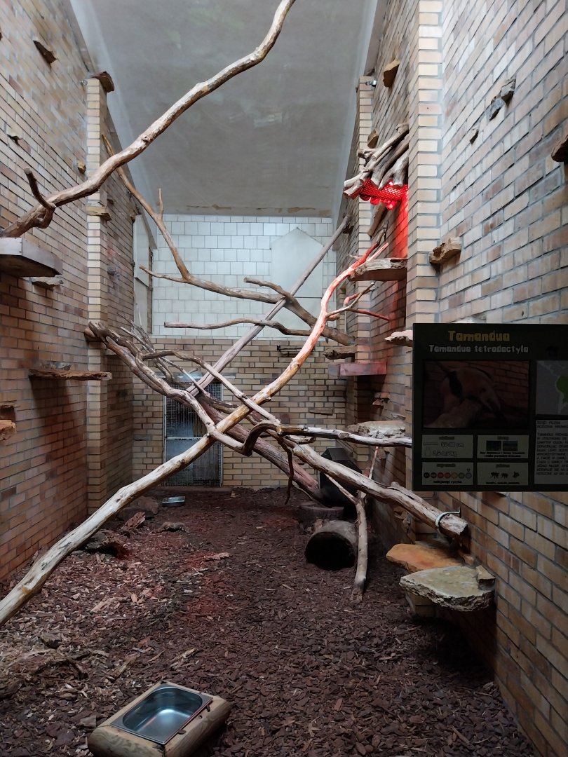 Primate House - Southern tamandua indoors