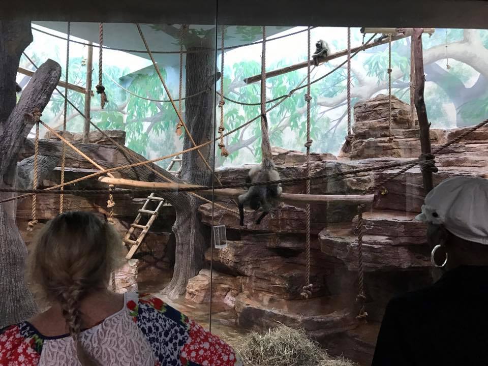 Primate House- Spider Monkey