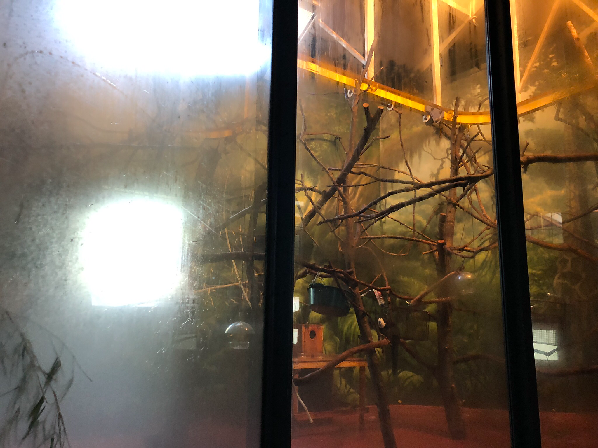 Primate house, Tamarin and saki exhibit