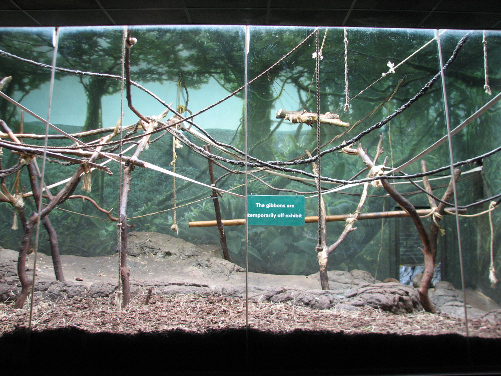 Primate House - White-cheeked Gibbon Exhibit - Indoor Part