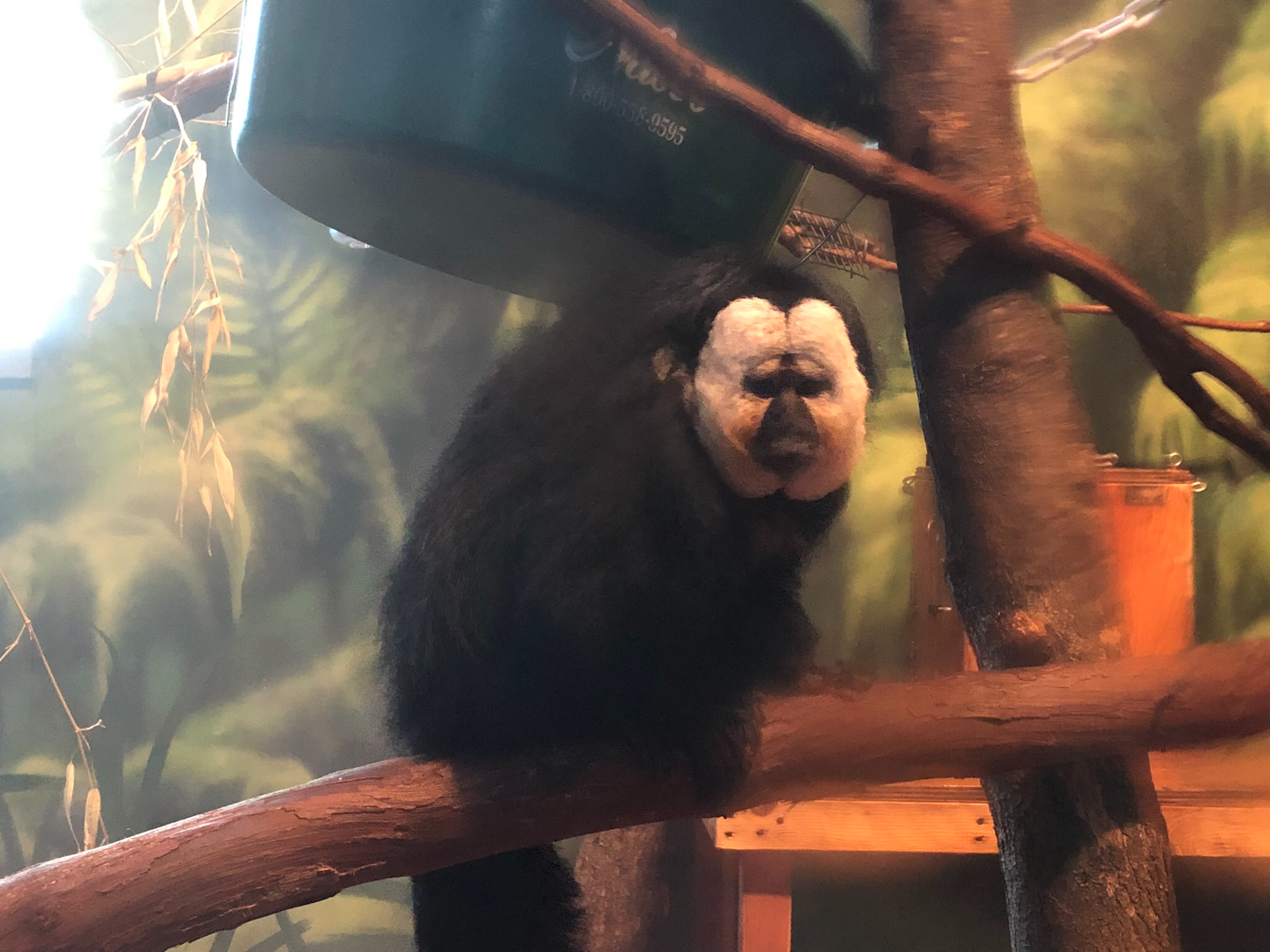 Primate house, White faced saki monkey