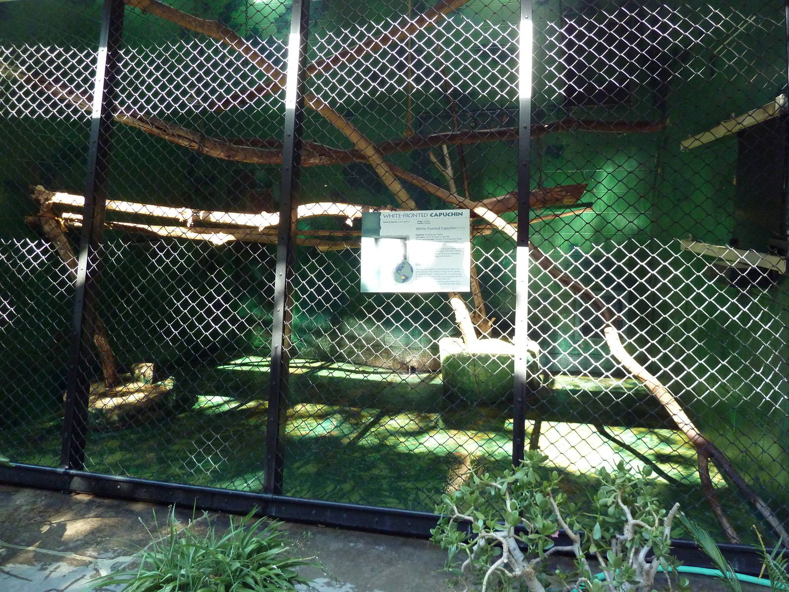 Primate House - White-Fronted Capuchin Exhibit