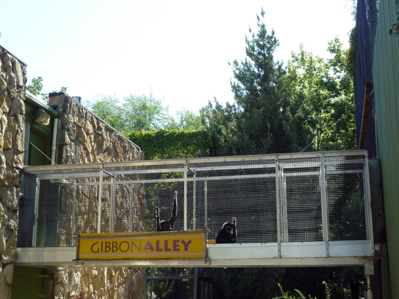 Primate House - White-Handed Gibbon Alley