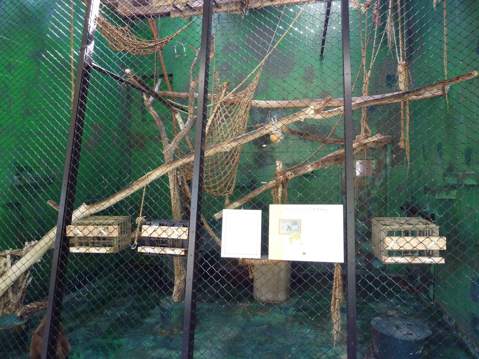 Primate House - White-Handed Gibbon Indoor Exhibit