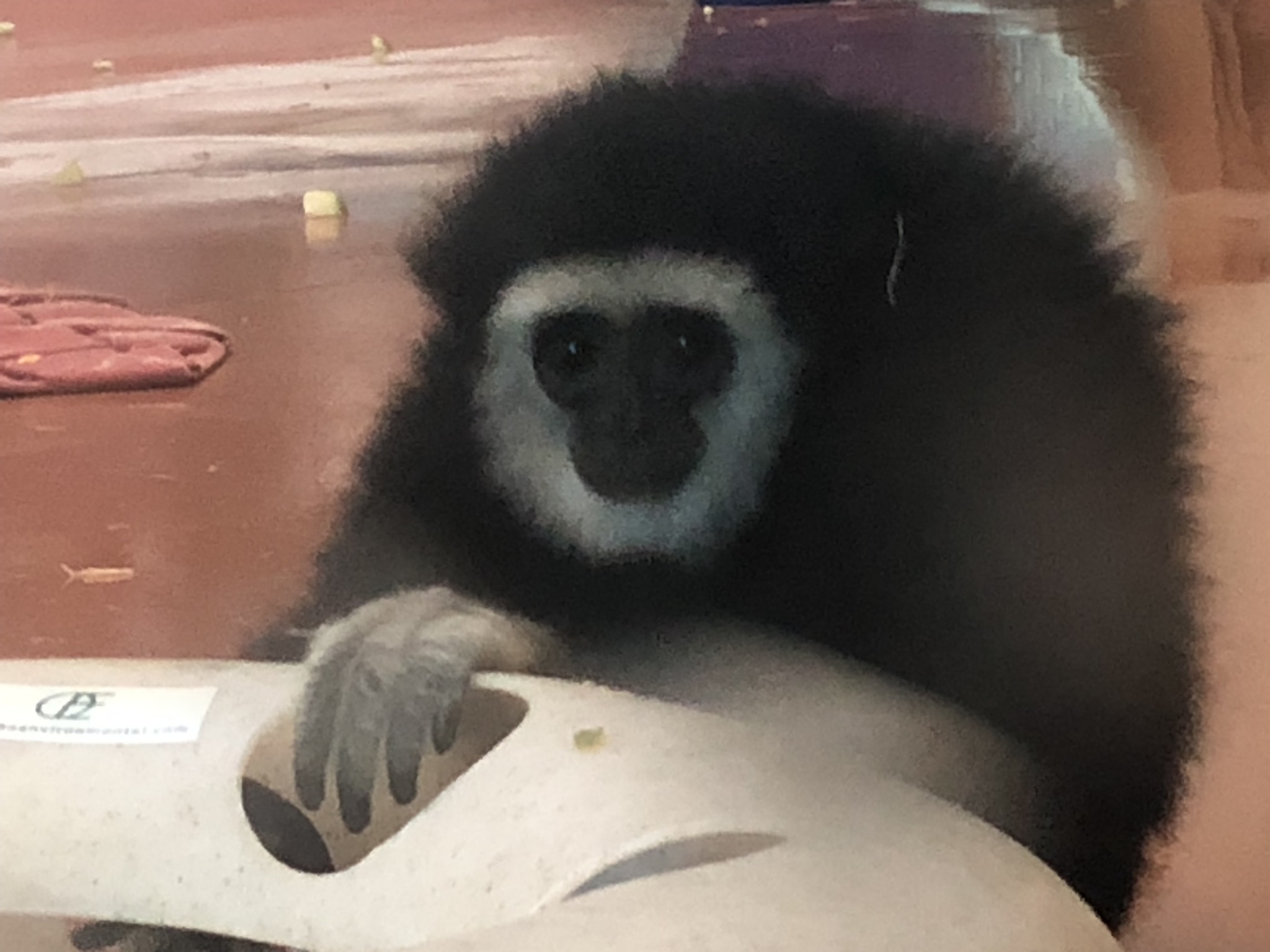 Primate house, White handed gibbon