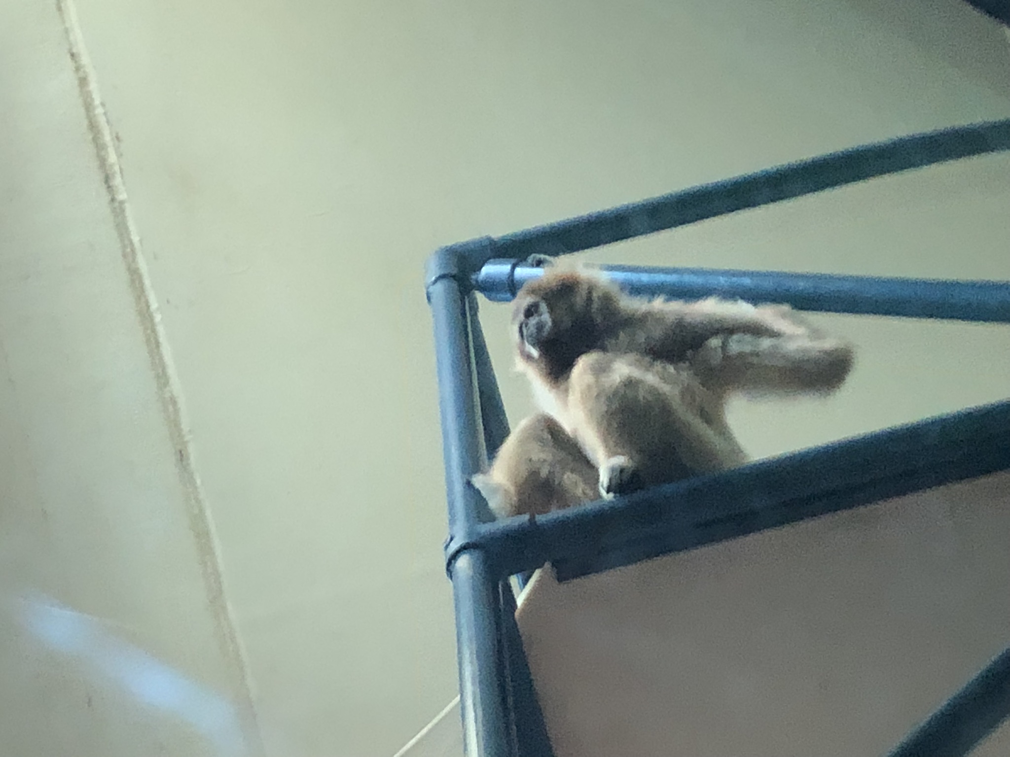 Primate house, White handed gibbon