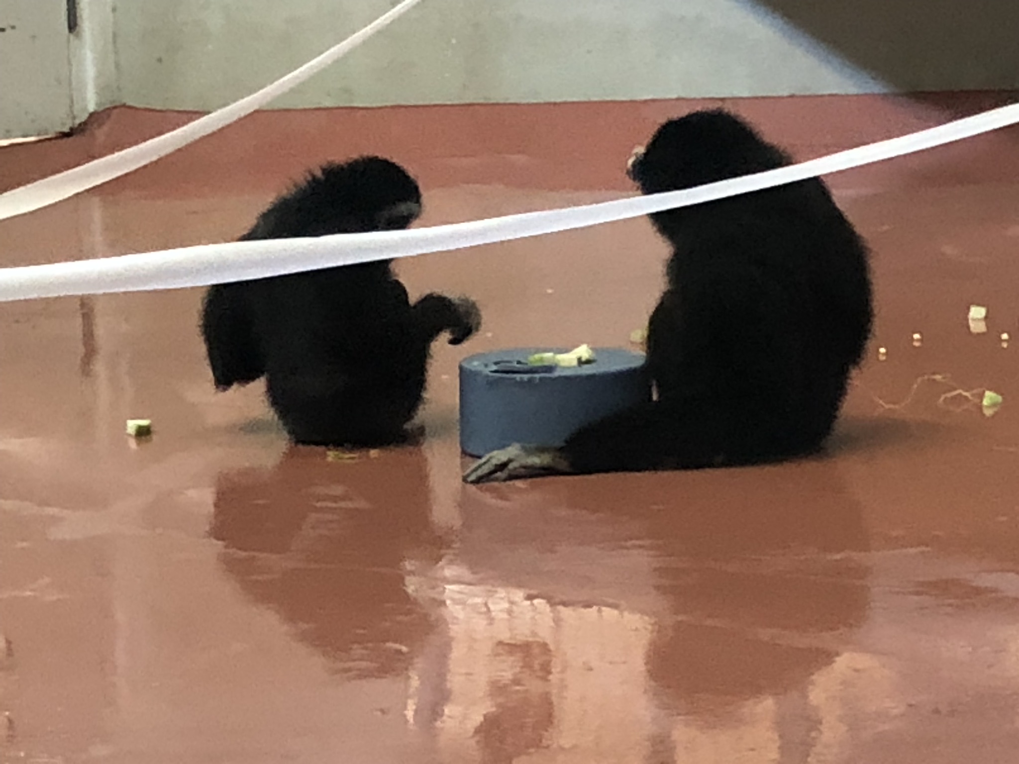 Primate house, White handed gibbons
