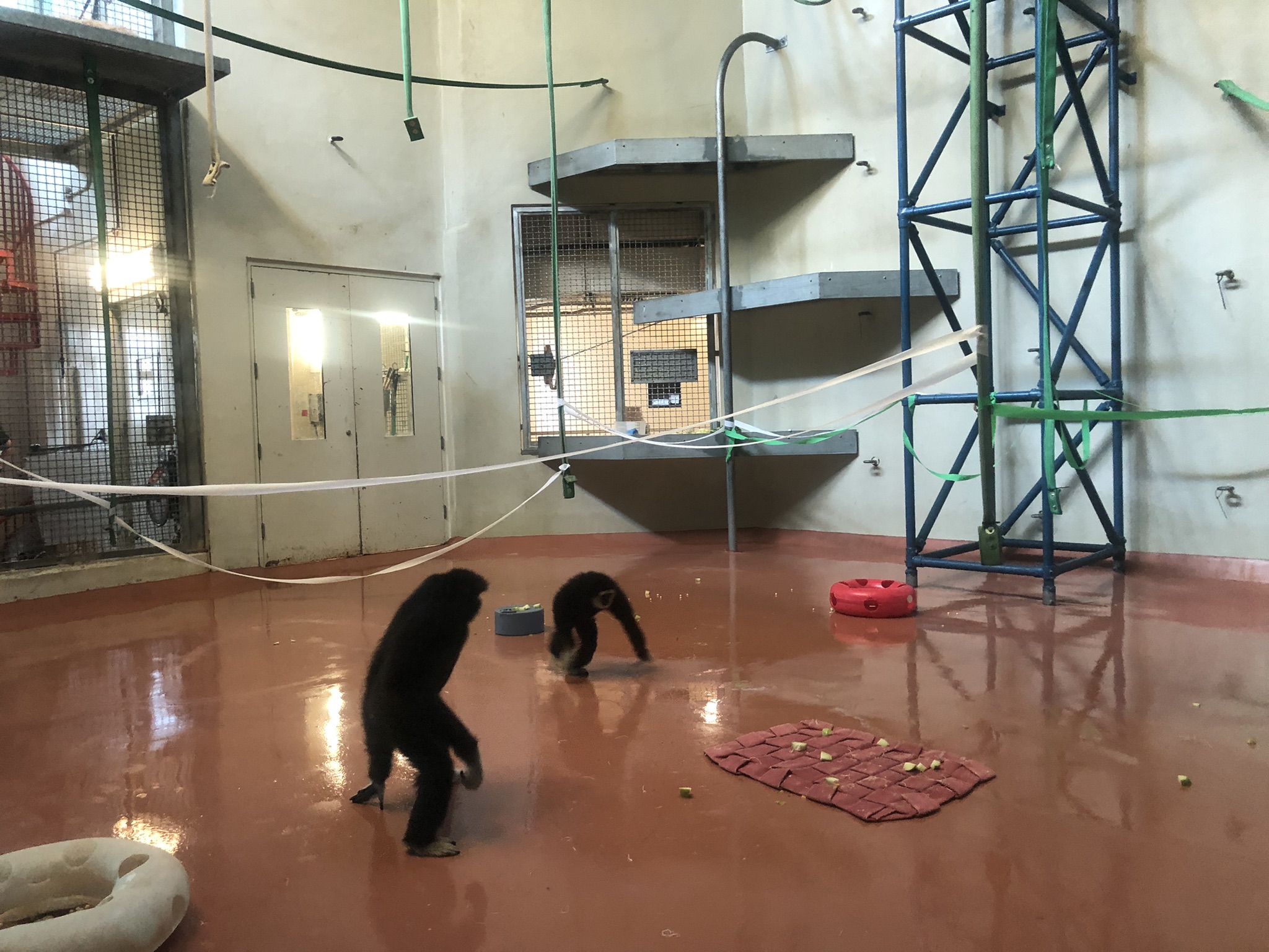 Primate house, White handed gibbons