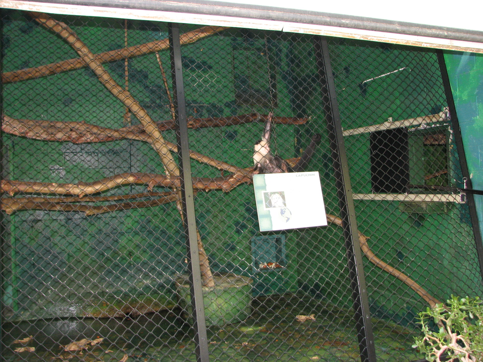 Primate House - White-Throated Capuchin Monkey