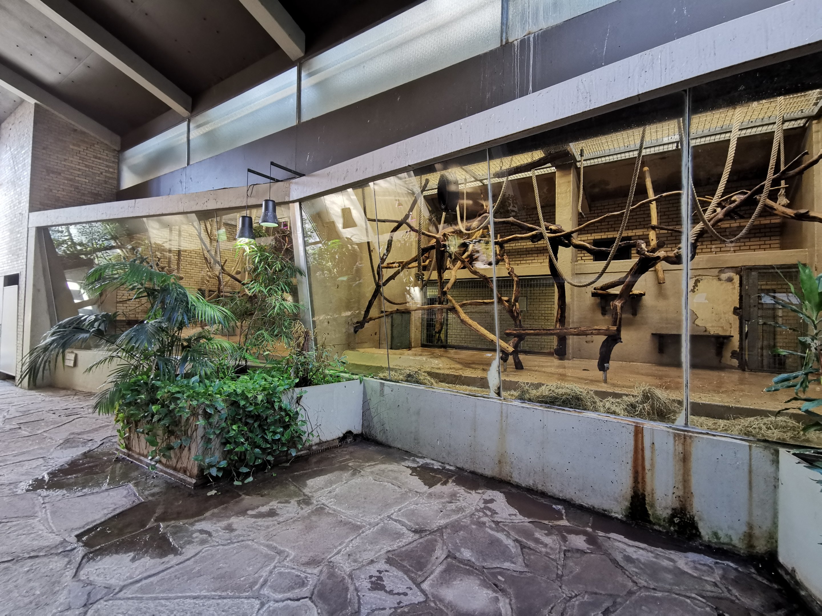 Primate indoors - Lemur house