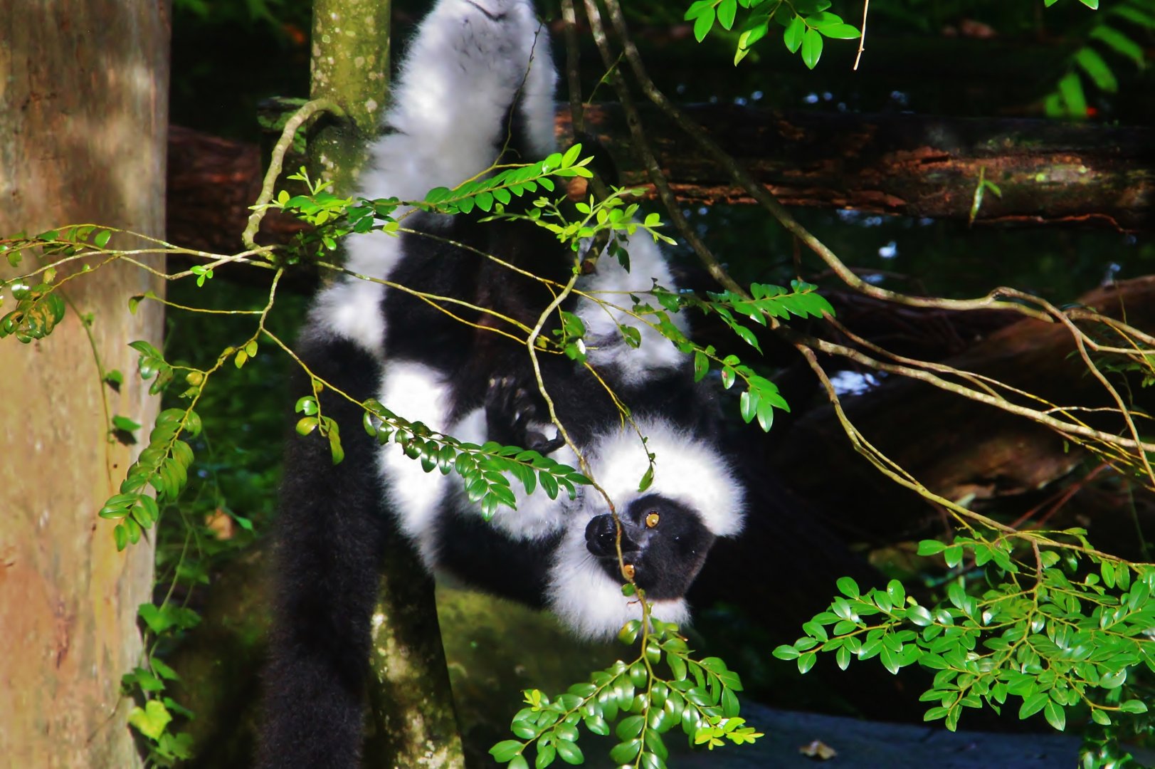 Primate Kingdom - Black-and-white Ruffed Lemur