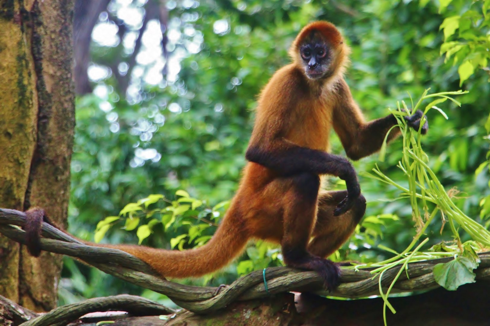 Primate Kingdom - Black-handed Spider Monkey (Ateles geoffroyi)