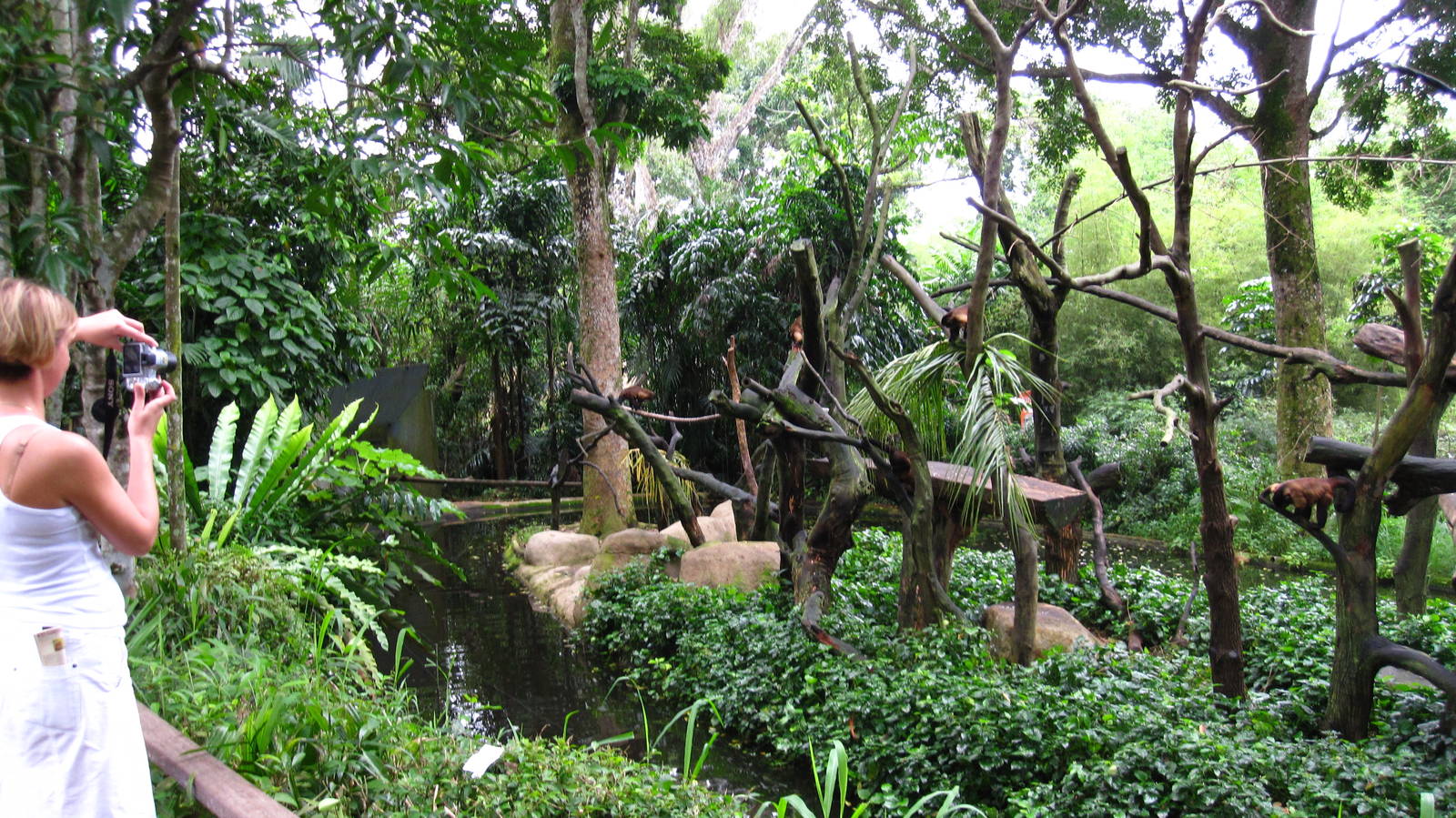 Primate Kingdom - Brown Capuchin island