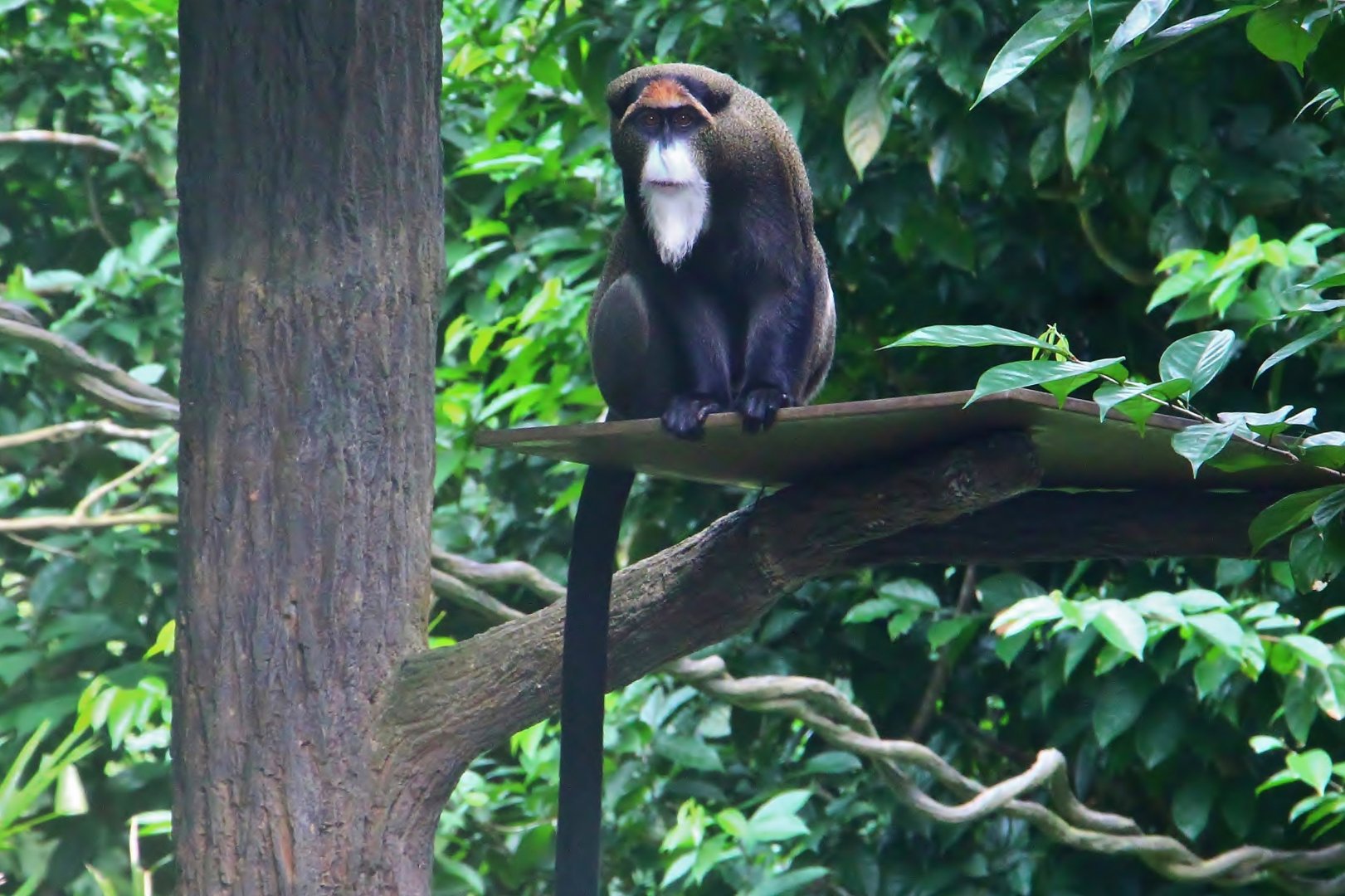 Primate Kingdom - De Brazza's Monkey