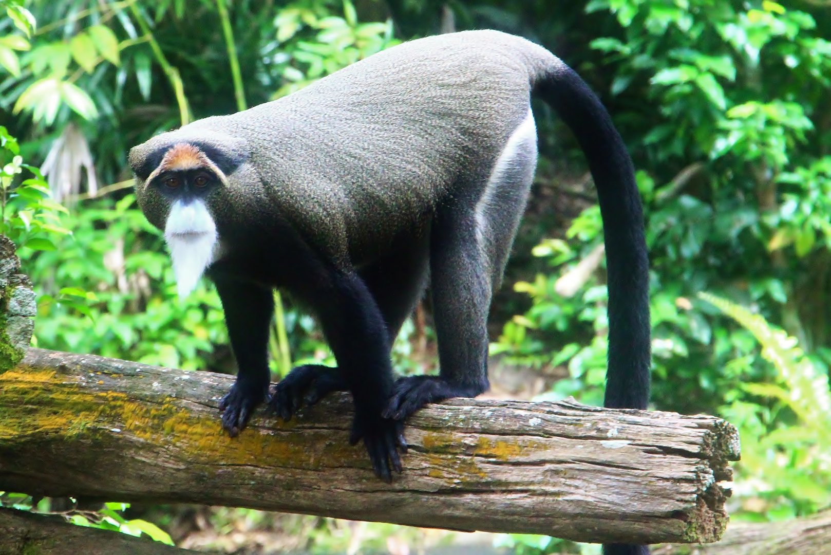 Primate Kingdom - De Brazza's Monkey