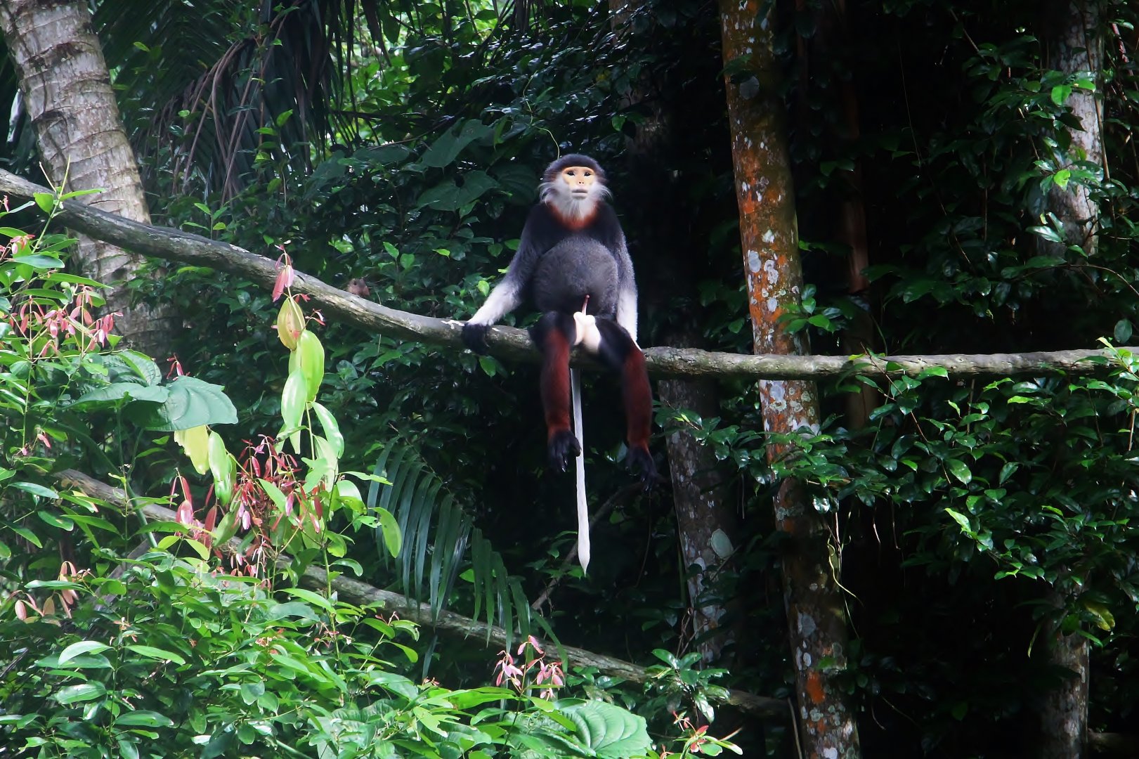 Primate Kingdom - Douc Langur