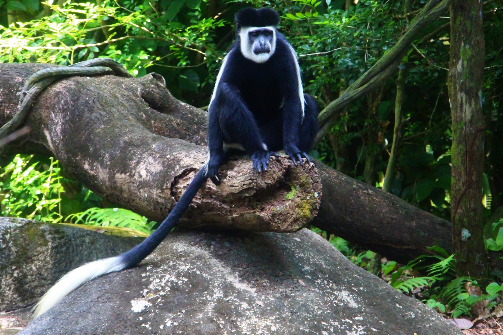 Primate Kingdom - Eastern Black-and-white Colobus