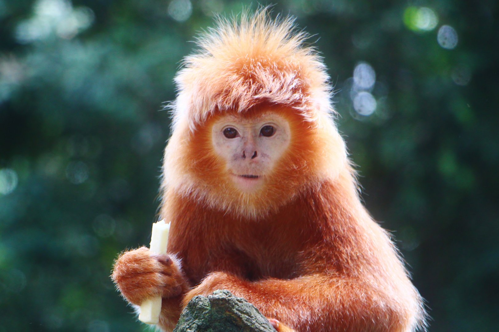 Primate Kingdom - Javan Langur