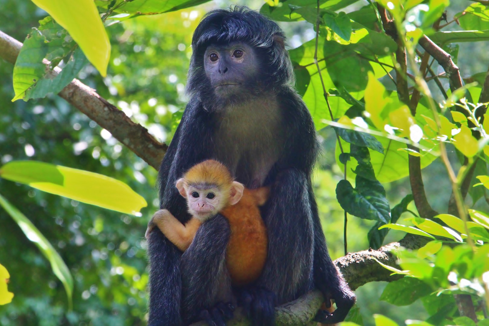 Primate Kingdom - Javan Langur