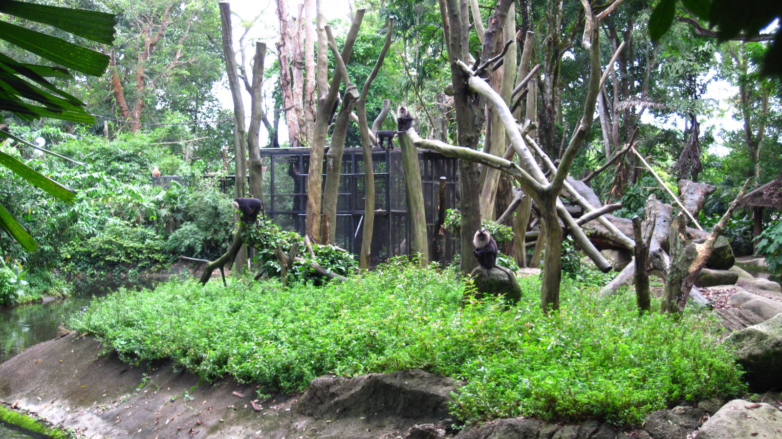 Primate Kingdom - Lion-tailed Macaque island