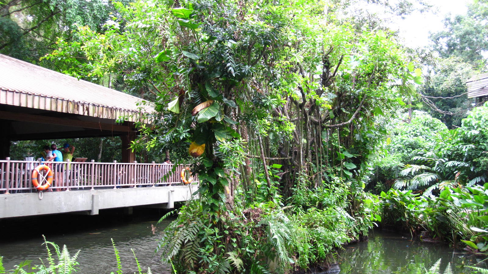 Primate Kingdom - Red-bellied Tamarin island