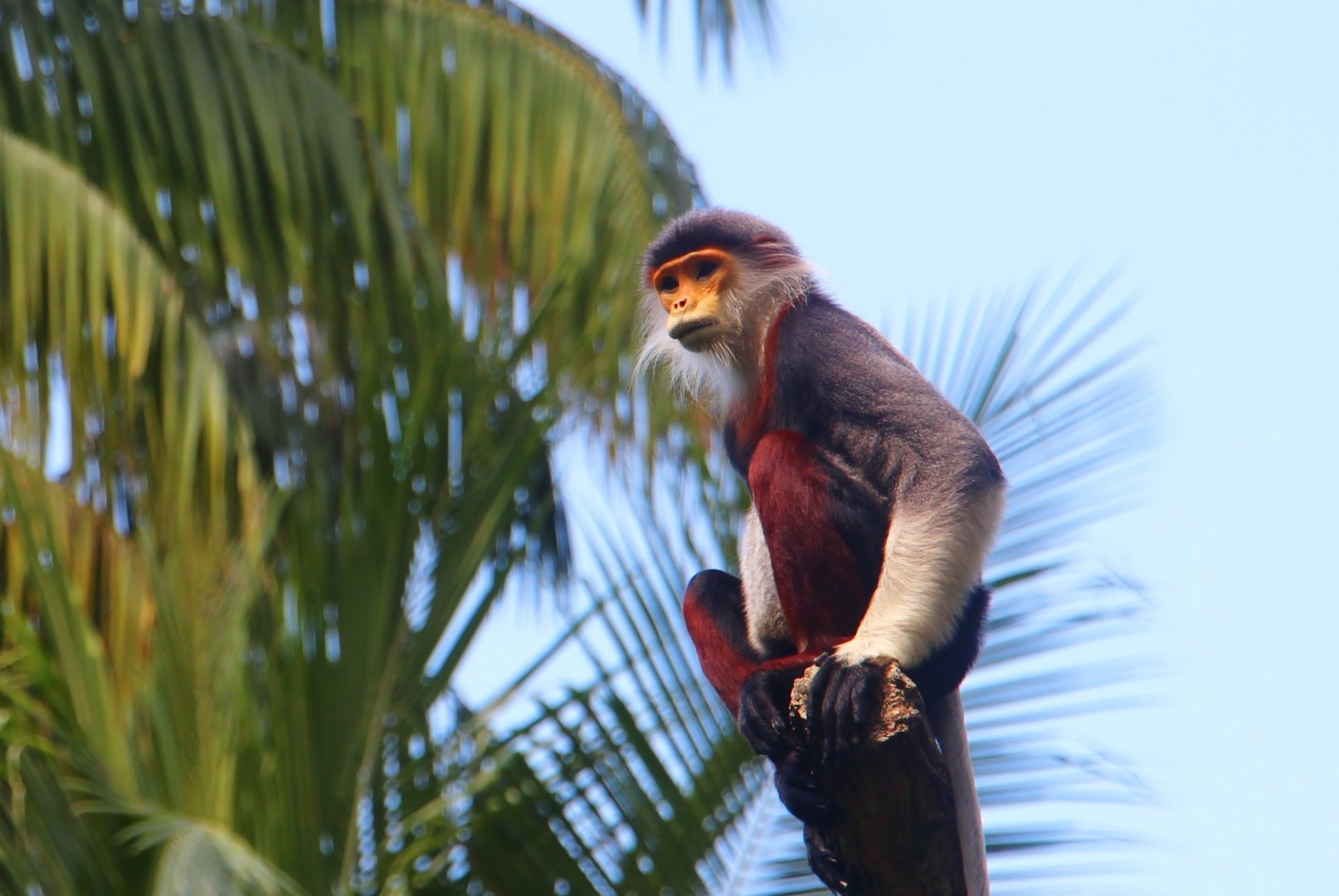 Primate Kingdom - Red-shanked Douc Langur