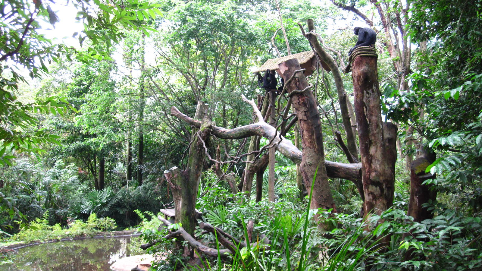 Primate Kingdom - Spider Monkey island