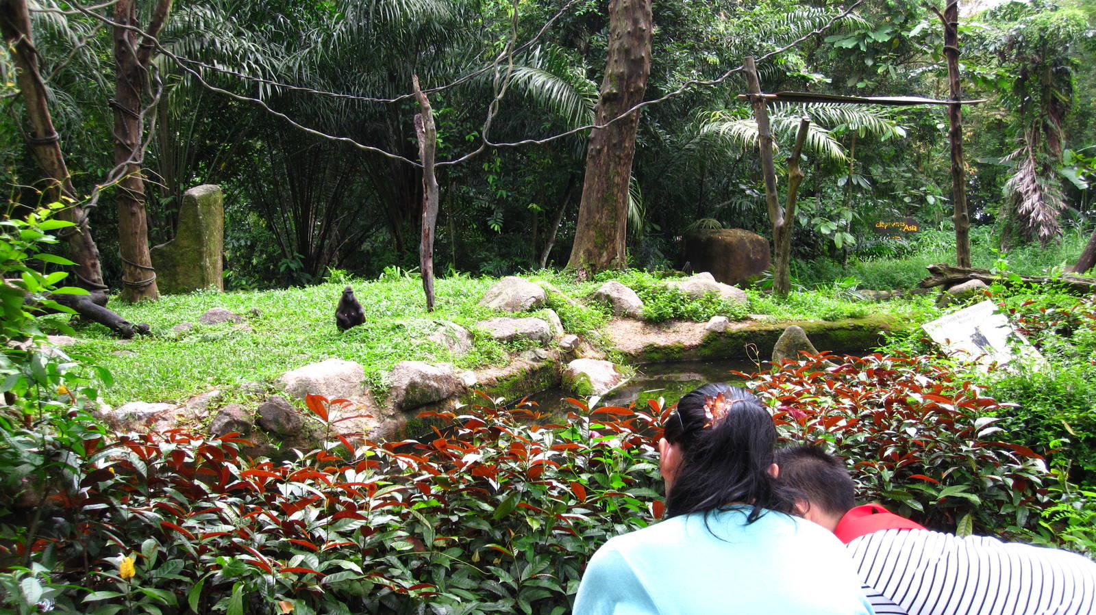 Primate Kingdom - Sulawesi Crested Macaque island