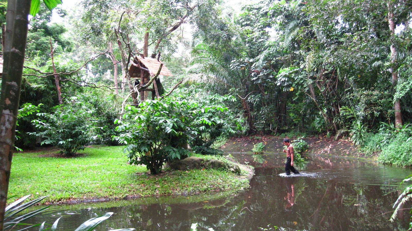 Primate Kingdom - Walking on water