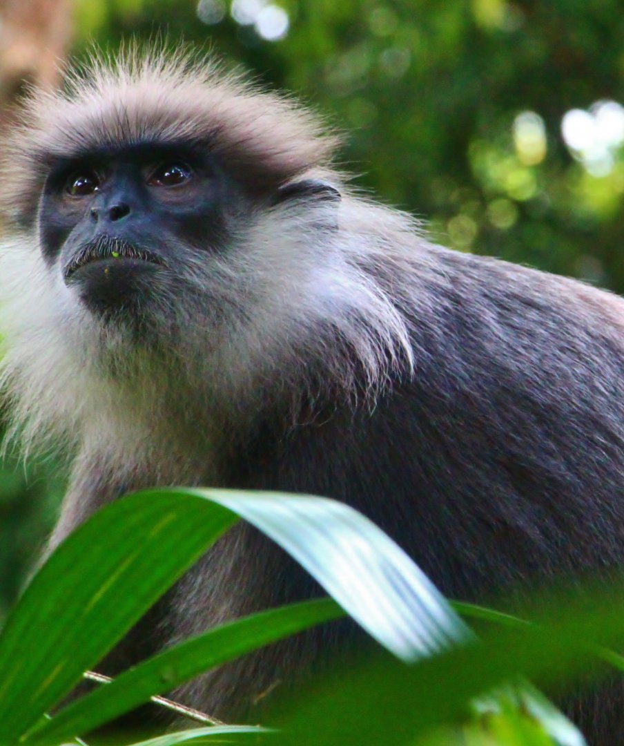 Primate Kingdom - Western Purple-faced Langur (Semnopithecus vetulus nestor)