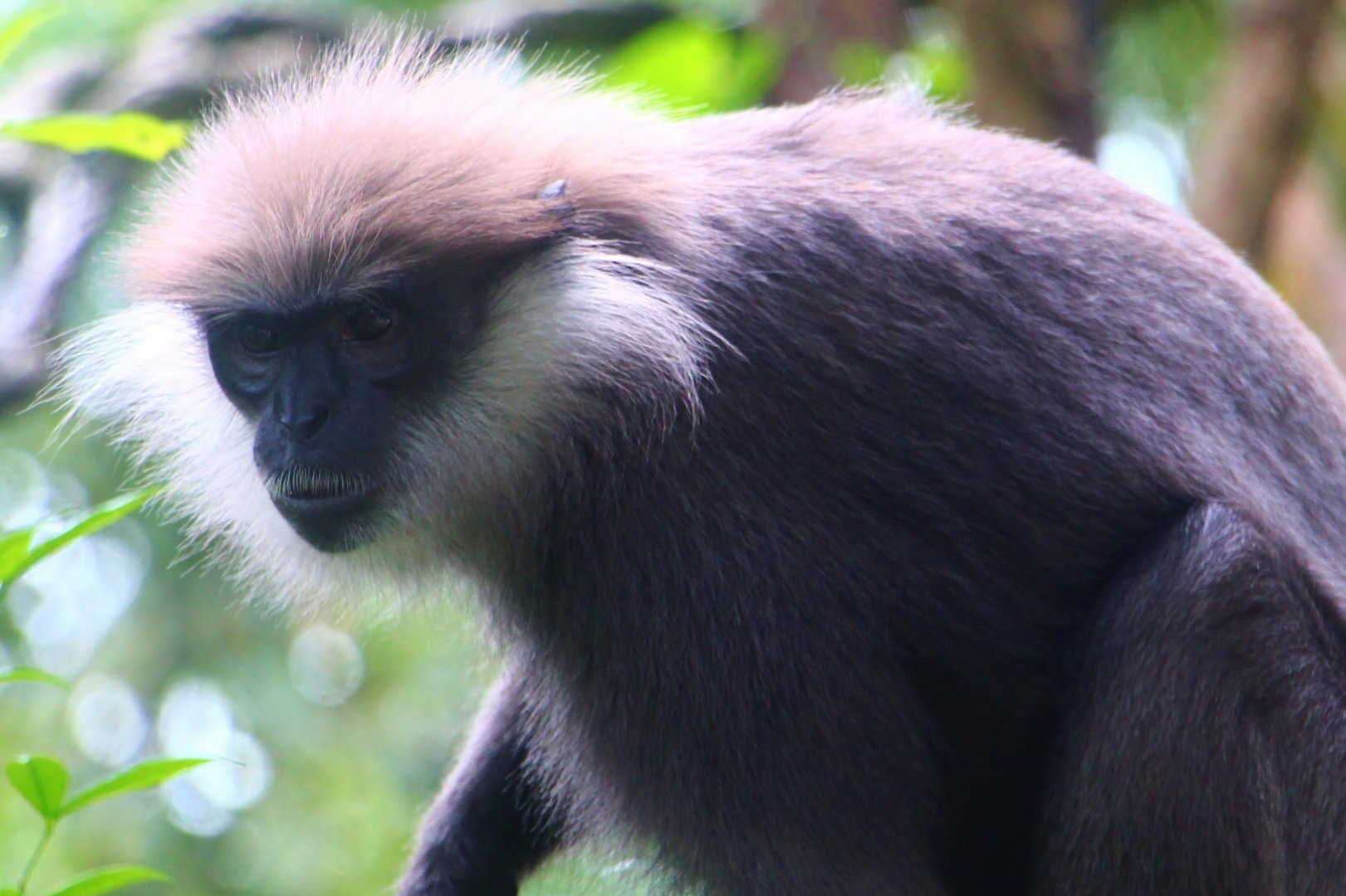Primate Kingdom - Western Purple-faced Langur